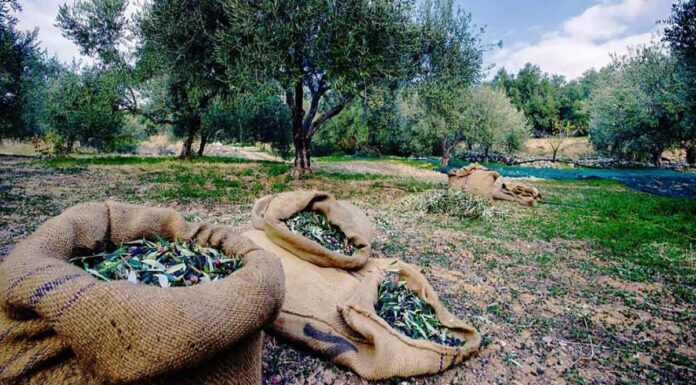 Η ελαιοσυγκομιδή έχει απορροφήσει την πλειοψηφία του εργατοτεχνικού προσωπικού