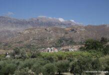 Ελιά ηλικίας 3.785 χρόνων εντοπίστηκε σε περιοχή του Ηρακλείου