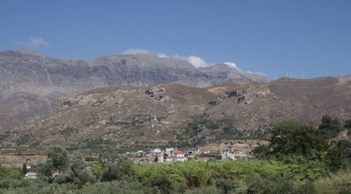 Ελιά ηλικίας 3.785 χρόνων εντοπίστηκε σε περιοχή του Ηρακλείου