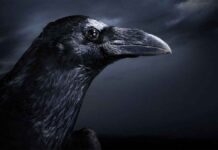Δεύτερο περίεργο «σημάδι» μετά τον Άγγελο που βρέθηκε στην Ρωσία: Εκατομμύρια κοράκια στον ουρανό του Κιέβου! (βίντεο)