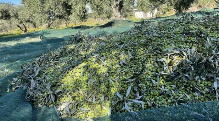 Ηράκλειο – ελαιόλαδο: Ολοκληρώνεται το λιομάζωμα στα βόρεια – Πώς να πετύχετε την καλύτερη τιμή