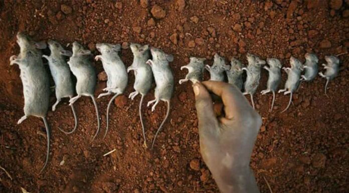 Το πείραμα “Σύμπαν 25” είναι ένα από τα πιο τρομακτικά πειράματα στην ιστορία της επιστήμης