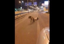 Συγκλονίζει η ιστορία δύο σκυλιών – Το ένα έχασε τη ζωή του από όχημα και το άλλο αρνείται να το εγκαταλείψει