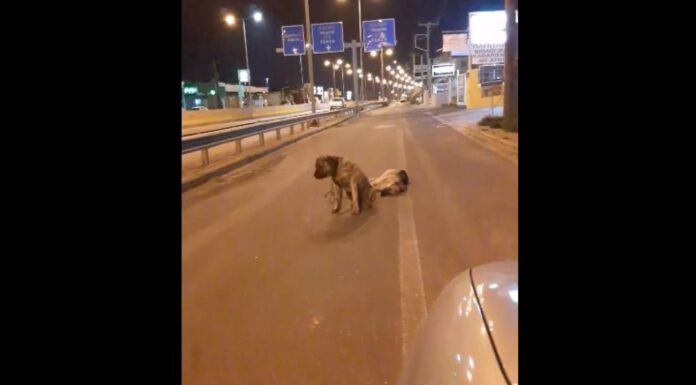 Συγκλονίζει η ιστορία δύο σκυλιών – Το ένα έχασε τη ζωή του από όχημα και το άλλο αρνείται να το εγκαταλείψει