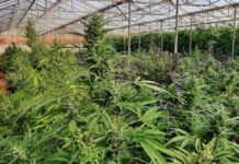 Κρήτη: Εγκληματική ομάδα καλλιεργούσε χασίς – Πέντε συλλήψεις – Βρέθηκαν ναρκωτικά και όπλα (Βίντεο – Φωτογραφίες)