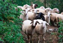 Κρήτη: “Υπό κατάρρευση η κτηνοτροφία” – Λιγότερο γάλα και 50% μείωση στα αναπαραγωγικά ζώα