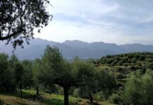 Κρήτη: Σβήνουν μηχανές τα ελαιουργεία – Ποσότητα ρεκόρ στην παραγωγή ελαιολάδου