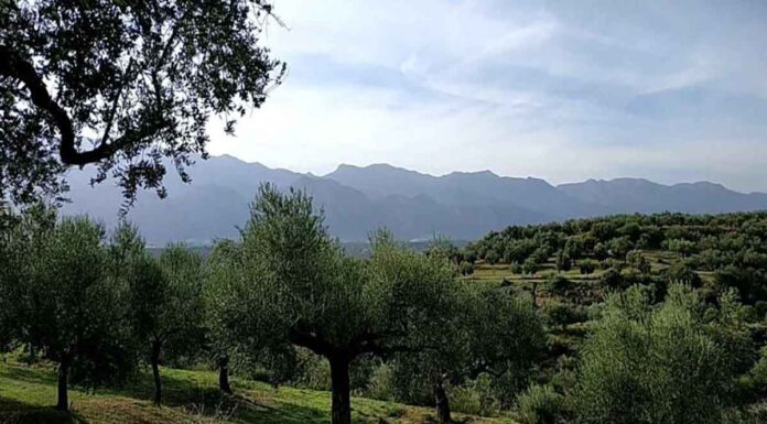 Κρήτη: Σβήνουν μηχανές τα ελαιουργεία – Ποσότητα ρεκόρ στην παραγωγή ελαιολάδου