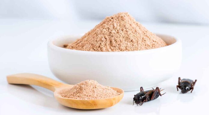 Η Καρμίνη ως Υπερτροφή – Λαμβάνεται από ολόκληρο Acheta domesticus (οικιακό γρύλο)