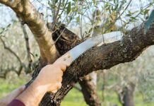 Αγρότες: Πώς γίνεται το σωστό κλάδεμα της ελιάς – Οι ειδικοί εξηγούν