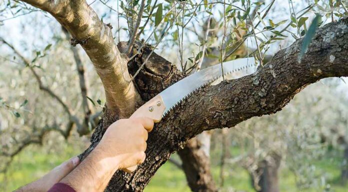 Αγρότες: Πώς γίνεται το σωστό κλάδεμα της ελιάς – Οι ειδικοί εξηγούν
