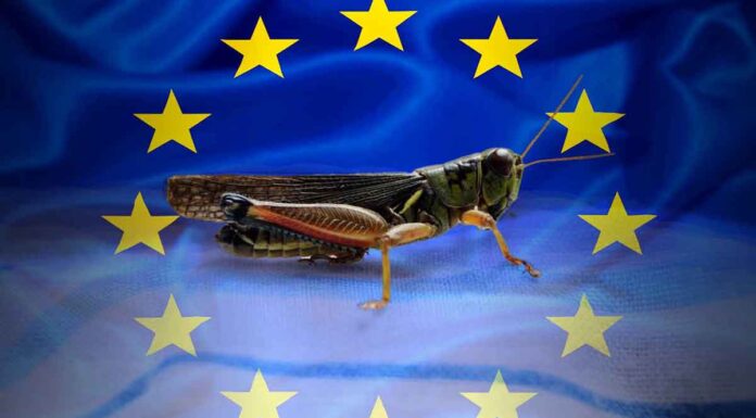 Θα τρώμε γρύλους, αλευροσκουλήκια και ακρίδες αντί για κρέας για… να αντιμετωπίσει την κλιματική αλλαγή!