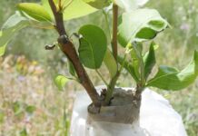 Τι είναι ο εμβολιασμός (μπόλιασμα), το υποκείμενο και το εμβόλιο; Τι είναι ο εμβολιασμός (μπόλιασμα), το υποκείμενο και το εμβόλιο