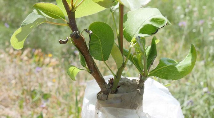 Τι είναι ο εμβολιασμός (μπόλιασμα), το υποκείμενο και το εμβόλιο; Τι είναι ο εμβολιασμός (μπόλιασμα), το υποκείμενο και το εμβόλιο