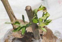 Το μπόλιασμα της ελιάς και τα μικρά μεγάλα “μυστικά