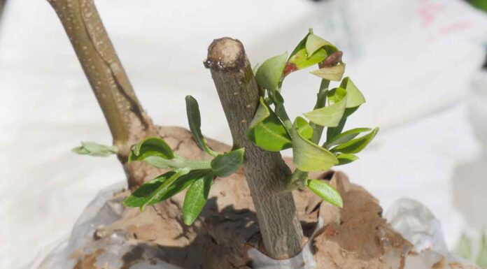 Το μπόλιασμα της ελιάς και τα μικρά μεγάλα “μυστικά