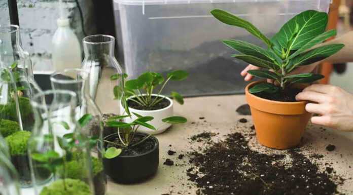 Αναγέννησε ένα φυτό που ξεραίνεται πριν πάρεις την απόφαση να το πετάξεις