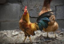 Κοτέτσια και στάβλοι τέλος, με απόφαση του Περιφερειάρχη