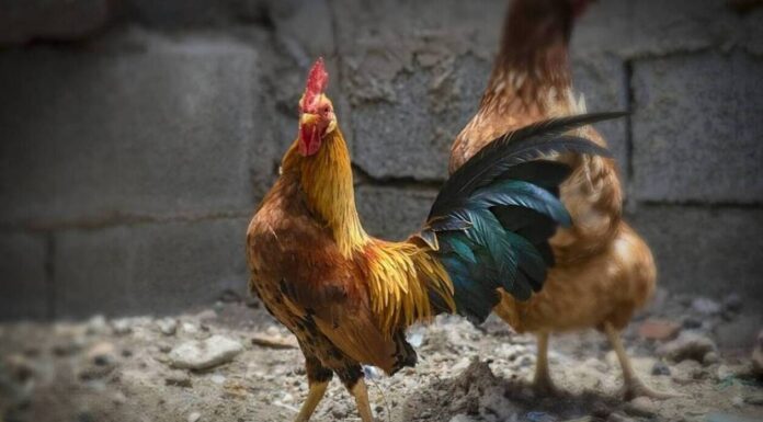 Κοτέτσια και στάβλοι τέλος, με απόφαση του Περιφερειάρχη