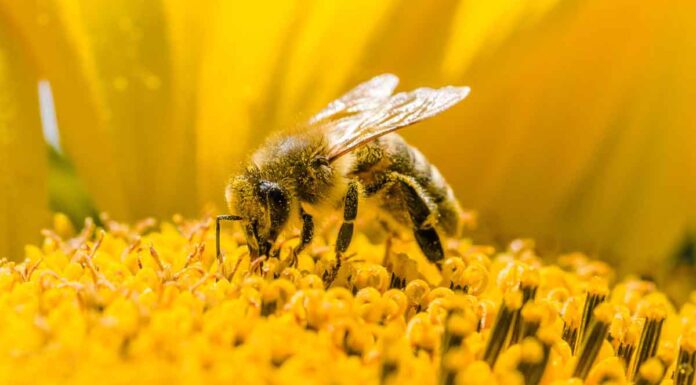 Οι μέλισσες που μαθαίνουν να… λύνουν γρίφους!