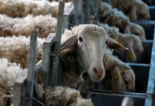 Έρχεται βροχή κατασχέσεων από funds σε αγρότες και κτηνοτρόφους