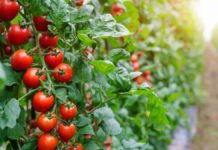 8 common tomato growing mistakes – how to avoid them