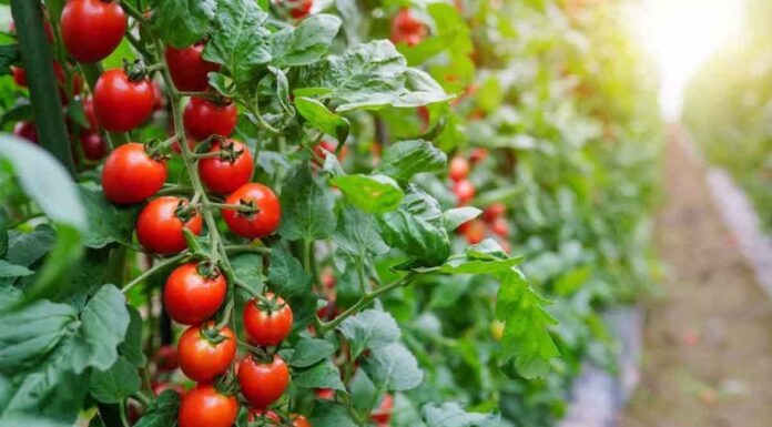 8 common tomato growing mistakes – how to avoid them