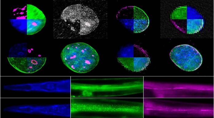 Ηράκλειο: Στον δρόμο για την «αποκρυπτογράφηση» της γήρανσης το ΙΤΕ
