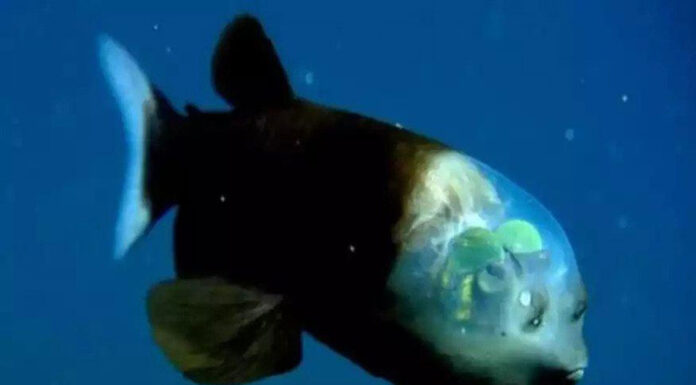 Εντυπωσιακή ανακάλυψη: Εντοπίστηκε στον ωκεανό ψάρι με διαφανές κεφάλι – Δείτε βίντεο