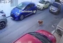Πάσχα στα κρατητήρια για την 63χρονη που χτύπησε τον σκύλο με το αυτοκίνητο
