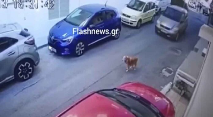 Ηράκλειο: Πρόστιμο 40.500 ευρώ στη γυναίκα που πάτησε το σκυλάκι – Οδηγείται στον εισαγγελέα