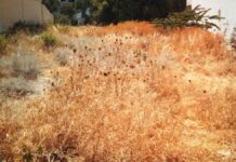 Ηράκλειο: Ξεκίνησε ο έλεγχος και η επιβολή προστίμων για τα ακαθάριστα οικόπεδα