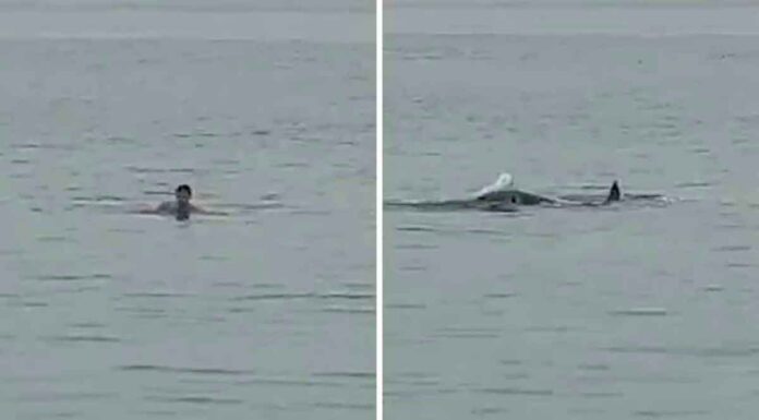 Η στιγμή που «καρχαρίας – τίγρης» κατασπαράζει νεαρό Ρώσο στην Ερυθρά θάλασσα