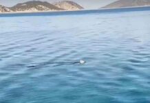 Κορινθιακός κόλπος: Καρχαρίας κόβει βόλτες στα ρηχά – Βίντεο