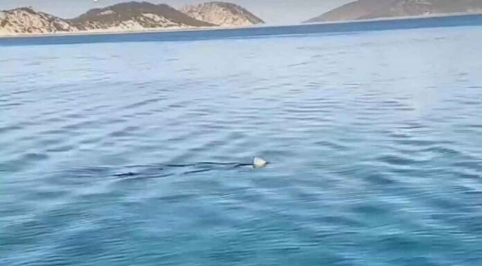 Κορινθιακός κόλπος: Καρχαρίας κόβει βόλτες στα ρηχά – Βίντεο