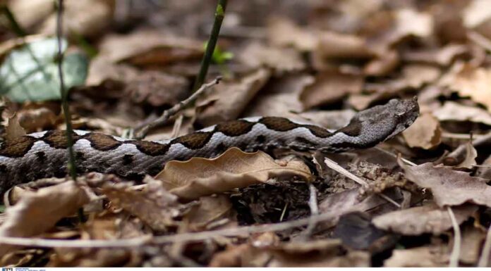 Τέσσερις φορές δάγκωσε το κοριτσάκι η οχιά: Τα νεότερα για την υγεία του