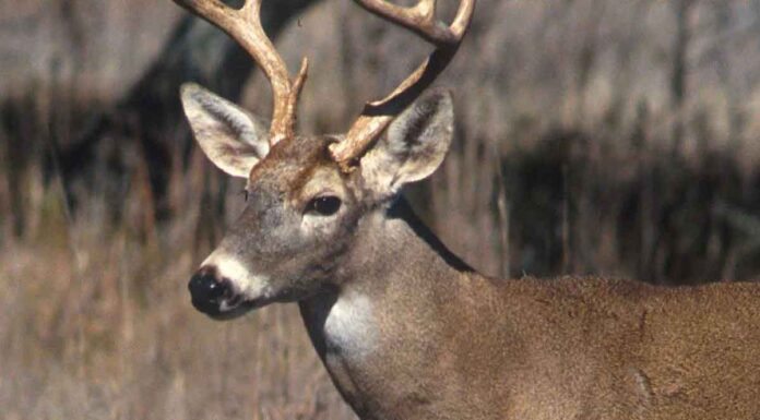 Φωτιά στη Ρόδο: Σπαρακτικά πλάνα με νεκρά ελάφια από τη φωτιά