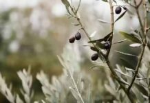 Αλλάζουν όλα στις επιδοτήσεις με τη νέα ΚΑΠ: Ενίσχυση με το στρέμμα, κατάργηση δικαιωμάτων και ενισχύσεις με κοινωνικά κριτήρια στον σχεδιασμό