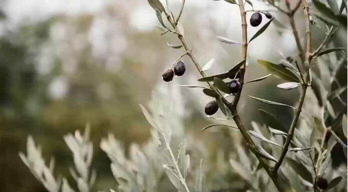 Αλλάζουν όλα στις επιδοτήσεις με τη νέα ΚΑΠ: Ενίσχυση με το στρέμμα, κατάργηση δικαιωμάτων και ενισχύσεις με κοινωνικά κριτήρια στον σχεδιασμό