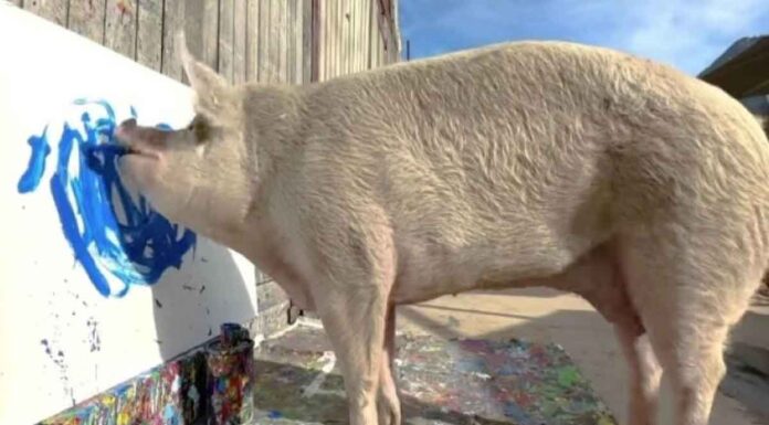 Το γουρούνι που ζωγραφίζει κέρδισε ένα εκατομμύριο από τις δημιουργίες του (βίντεο)
