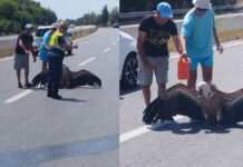 Γυπαετός “κατέρρευσε” από τη ζέστη και έπεσε στον ΒΟΑΚ (vid)