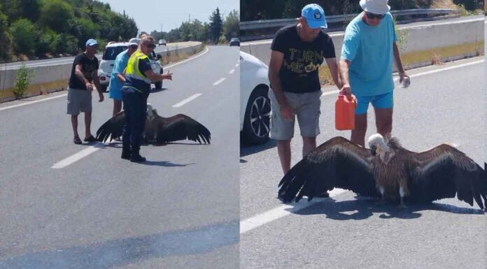 Γυπαετός “κατέρρευσε” από τη ζέστη και έπεσε στον ΒΟΑΚ (vid)