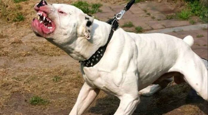 Τραγωδία άνευ προηγουμένου στον Βύρωνα: 60χρονη κατασπαράχτηκε από δύο σκυλιά πίτμπουλ