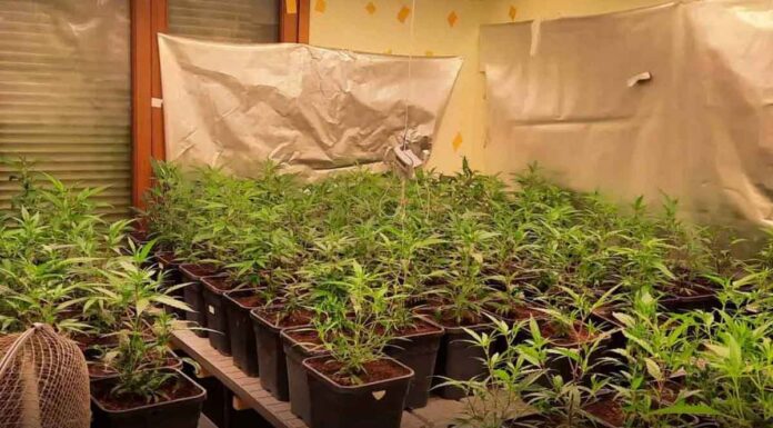 Μέσα σε χλιδάτη βίλα με φόντο πισίνες… καλλιεργούσαν και ξέραιναν το χασίς – Ο κοριός της ΕΛ.ΑΣ από το Ηράκλειο έπιασε την εγκληματική οργάνωση στην Αθήνα