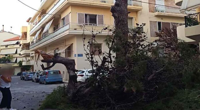 Ηράκλειο: Σοκαρισμένοι οι κάτοικοι στον Μασταμπά από την πτώση του πεύκου