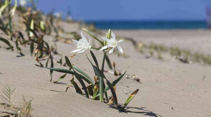 Το θαλασσόκρινο που αποκαλούν “κρινάκι της Παναγίας” γιατί τα άνθη του ευωδιάζουν το Δεκαπεντάγουστο.