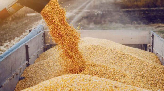 Ρωσία σε ΗΠΑ: «Αυτοί είναι οι όροι μας για επιστρέψουμε στη συμφωνία για τα σιτηρά – Μόλις τα κάνετε θα ανανεωθεί άμεσα»