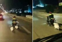 Bίντεο με τον 40χρονο με το αναπηρικό αμαξίδιο τον οποίο σκότωσε σε τροχαίο μαζί με τα δύο σκυλάκια του 87χρονος ηλικιωμένος