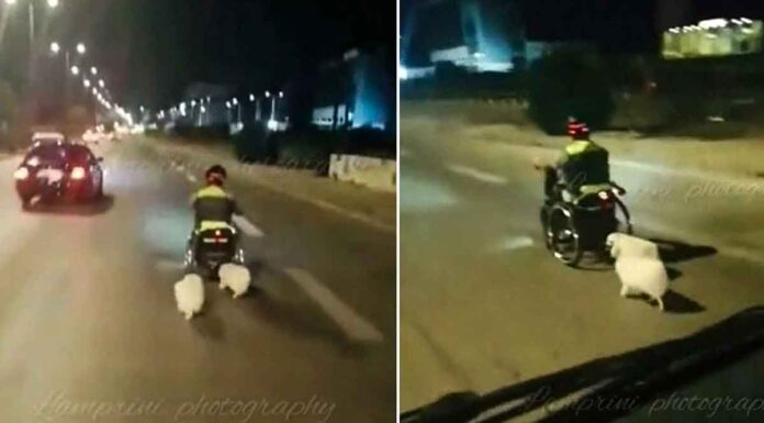 Bίντεο με τον 40χρονο με το αναπηρικό αμαξίδιο τον οποίο σκότωσε σε τροχαίο μαζί με τα δύο σκυλάκια του 87χρονος ηλικιωμένος