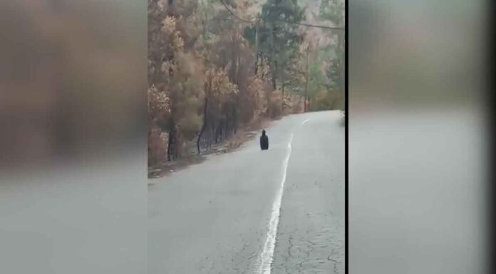 Δαδιά / Το πένθος του μαυρόγυπα – Το συγκινητικό, απόκοσμο βίντεο μέσα στο καμένο δάσος